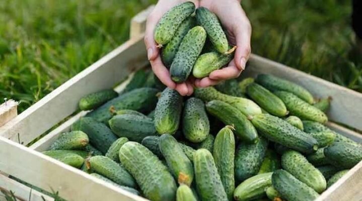 Коли можна їсти огірки після обробки борною кислотою: поради та рекомендації Коли можна їсти огірки після обробки борною кислотою: поради та рекомендації