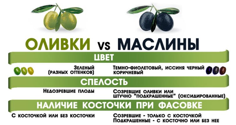 Маслини і оливки: в чому різниця та як їх відрізнити? Маслини і оливки: в чому різниця та як їх відрізнити?