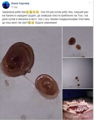 Чи можна їсти рибу з глистами: безпечність та поради фахівців Чи можна їсти рибу з глистами: безпечність та поради фахівців